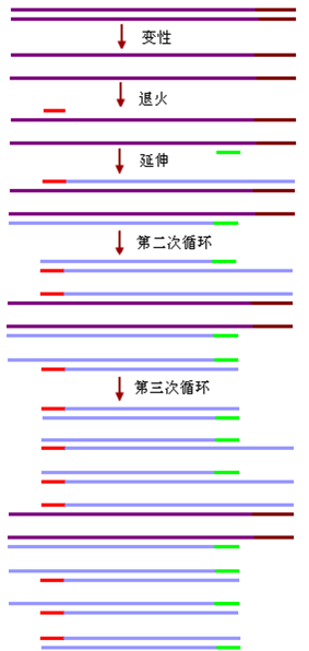 pcr反應(yīng)基本原理